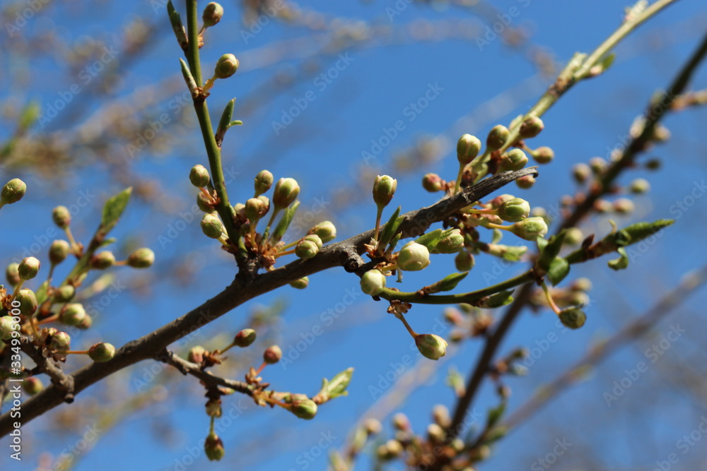 Flower buds swollen on fruit trees in early spring
Flower buds swollen on fruit trees in early spring