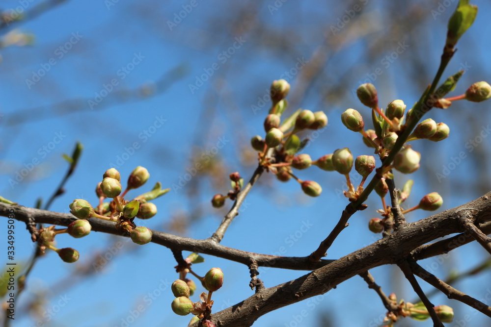 
Flower buds swollen on fruit trees in early spring