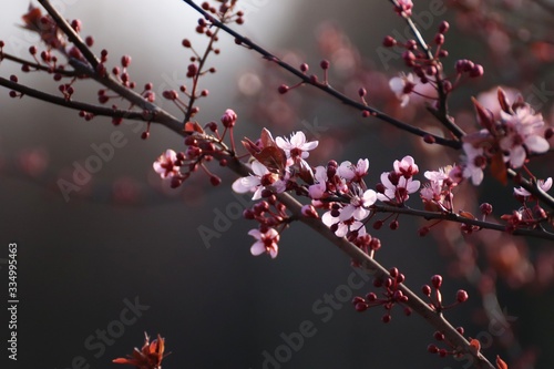 Cherry blossom orange