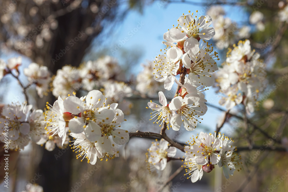 Obraz premium spring flowers