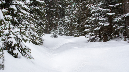 Snow-Covered Winter Forest In The Alps