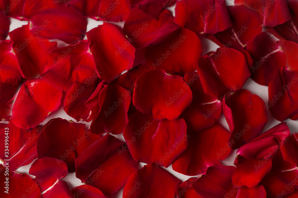 background texture of red rose petals