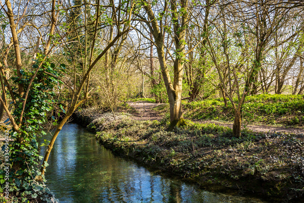 A stream running through woodland in Lewes, Sussex