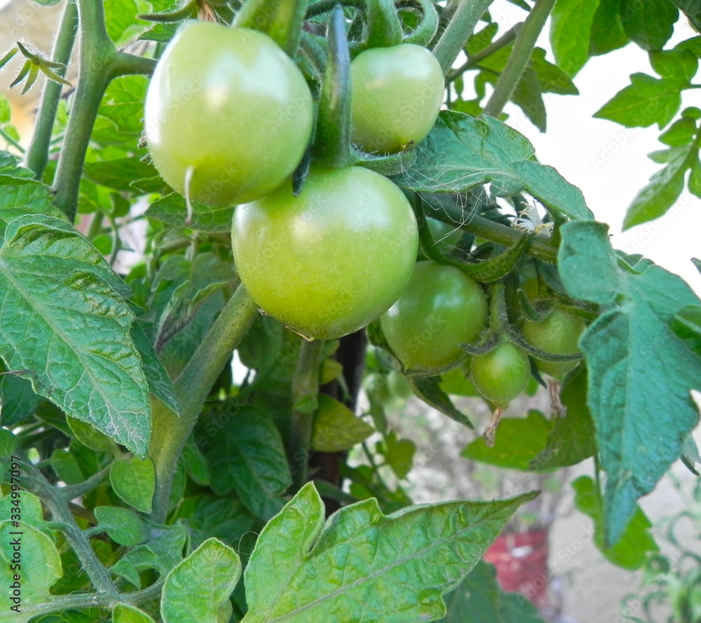 Beautiful fresh tomato bunch growing on a pot. Terrace Gardening