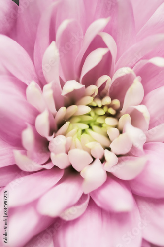 Abstract floral background, pink chrysanthemum flower. Macro flowers backdrop for holiday brand design