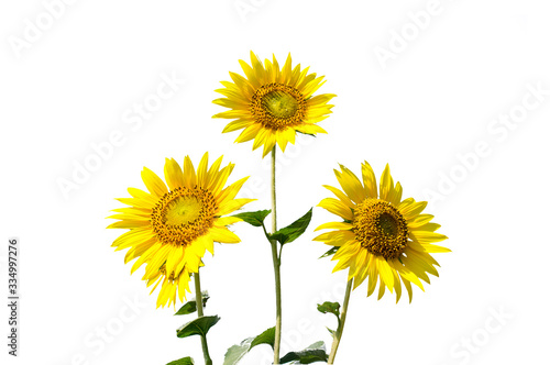 The bouquet of fresh The bouquet of fresh blooming sunflowers isolated on white backgrounds in field