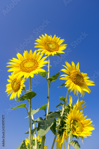 Sunflowers isolated on blue sky backgroundsThe bouquet of fresh