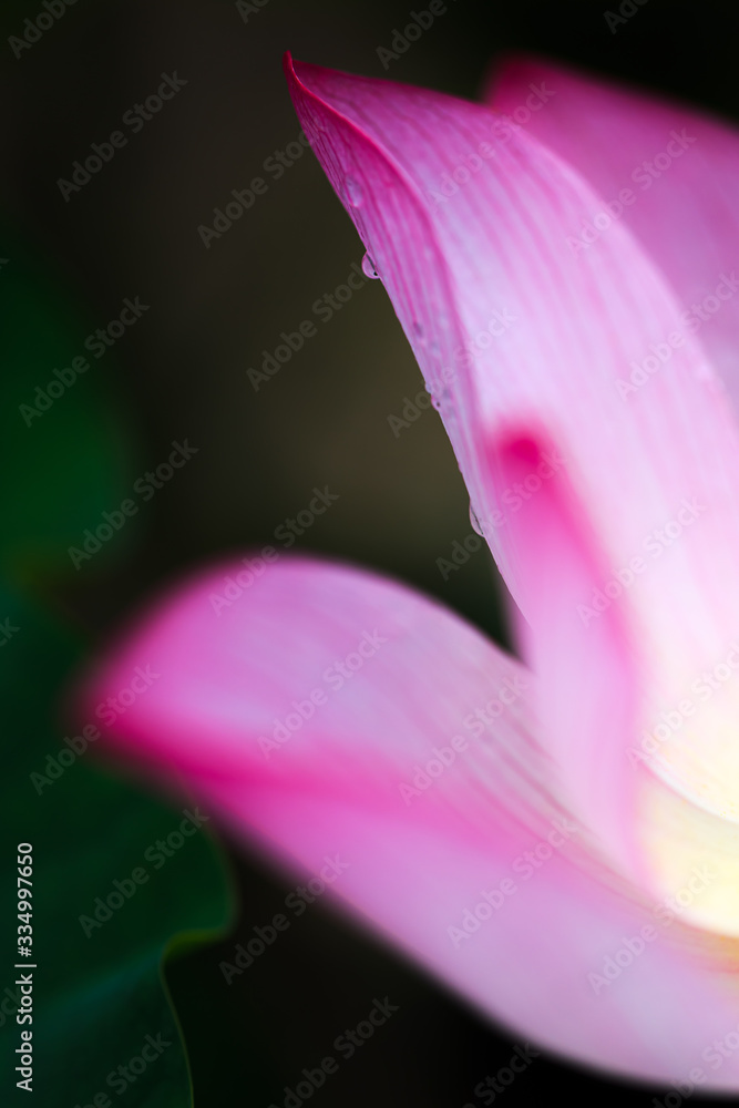 蓮の花 蓮の花