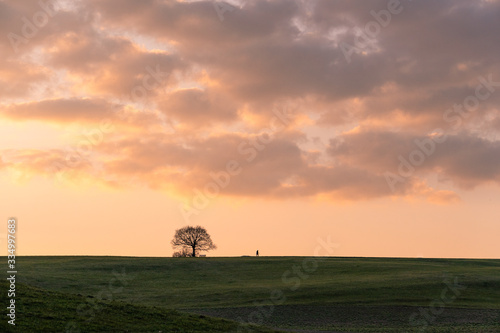 Sunset walk. Field with single tree © tobigraf22
