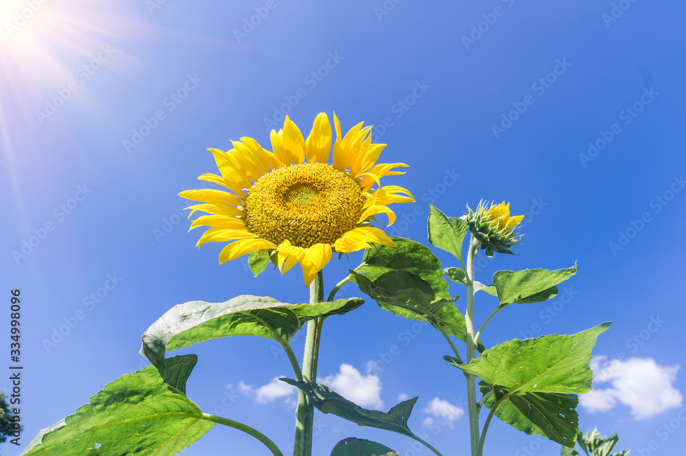 The bouquet of fresh blooming sunflowers isolated on blue sky backgrounds in field The bouquet of fresh blooming sunflowers isolated on blue sky backgrounds in field