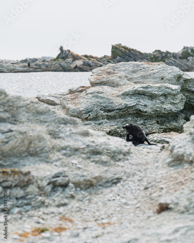 fur seal on rocks by the sea