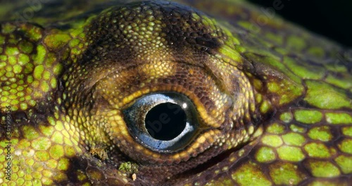 Banded Tree Anole (Anolis transversalis) Close-up of eye, from rainforest in Orellana province, in the Ecuadorian Amazon. photo