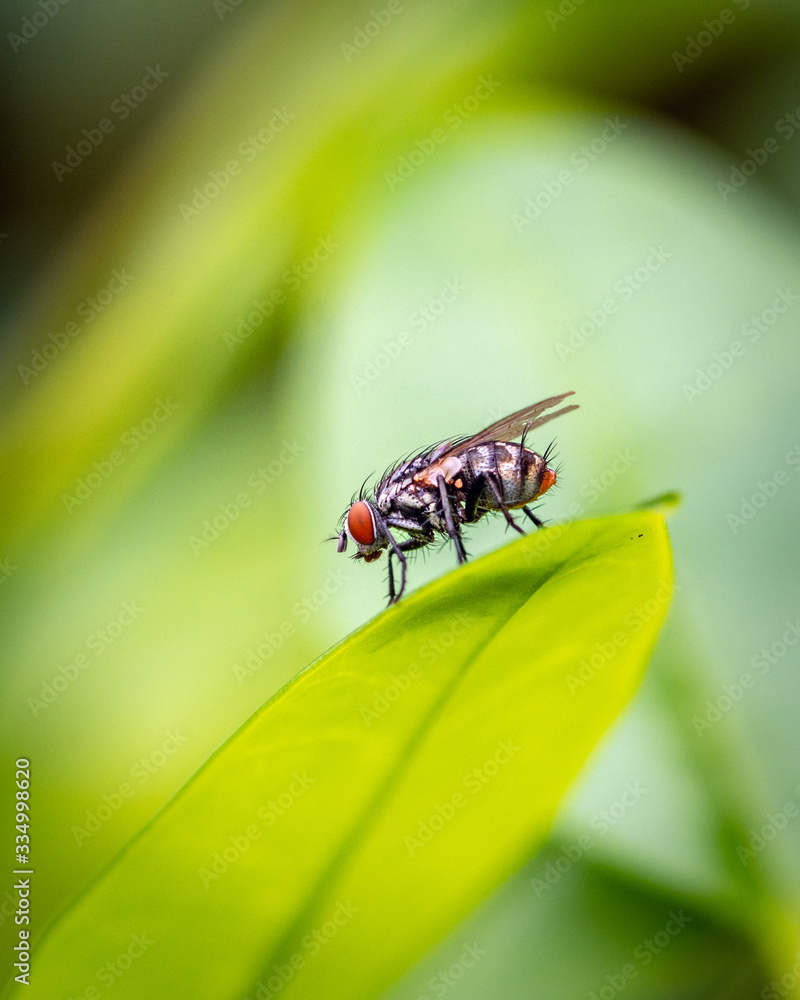 Macro of a house fly on a leaf! Macro of a house fly on a leaf!