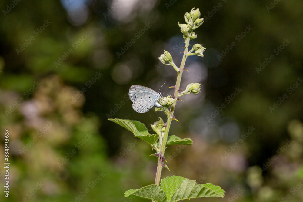 Holly blue, Celastrina argiolus, isolated on green blurred background. Holly blue, Celastrina argiolus, isolated on green blurred background.