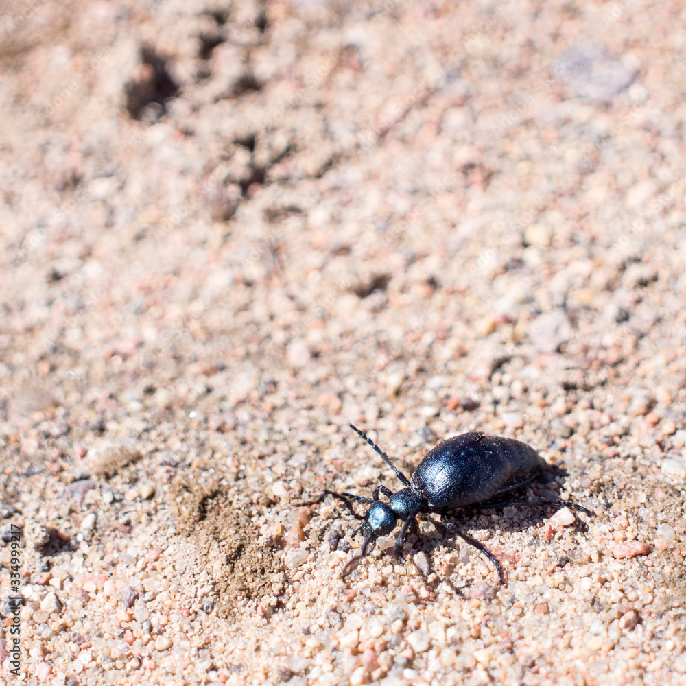 The first spring Ground beetles, begin to live on a cold ground. Springtime