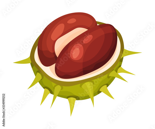 Chestnut with Thorned Shell and Brown Nut Inside Vector Illustration