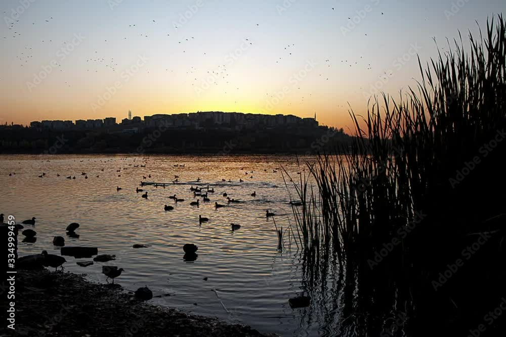 sunset and ducks on the lake sunset and ducks on the lake