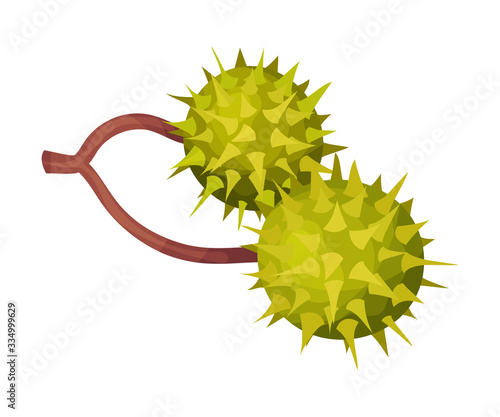 Thorned Green Chestnut in Shell Hanging on Tree Branch Vector Illustration
