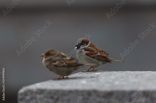 Alone sparrows on the marble tiles huddled against the cold