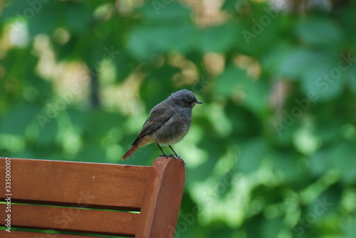 Ptaki w ogrodzie - kopciuszek