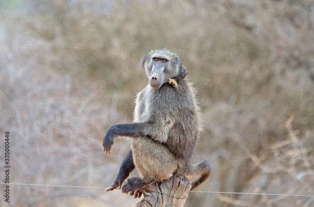 Obraz premium Male chacma baboon sits on fence, Namibia, Africa