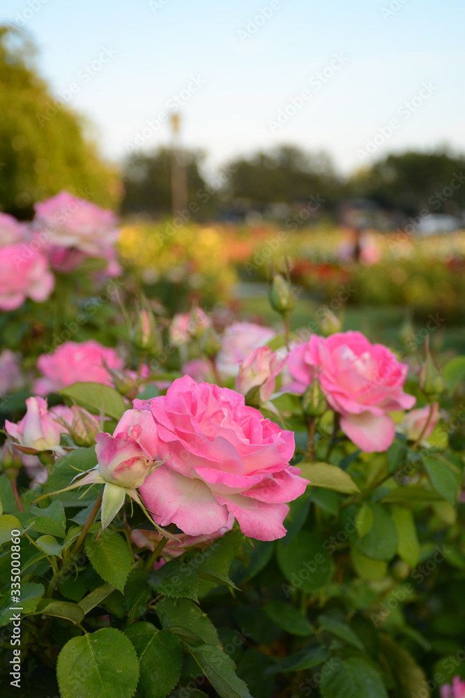 SAN JOSE, CALIFORNIA, USA - JULY 2, 2019: Municipal Rose Garden SAN JOSE, CALIFORNIA, USA - JULY 2, 2019: Municipal Rose Garden