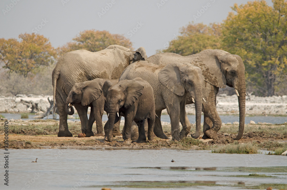 Fototapeta premium Herd of African elephant at waterhole, Etosha