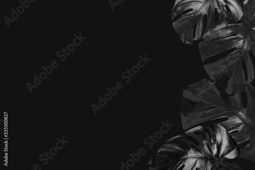 Trendy black minimalist. Colored in black exotic tropical palm monstera leaves on black background with copy space.