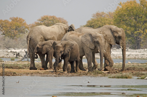 Herd of African elephant at waterhole, Etosha