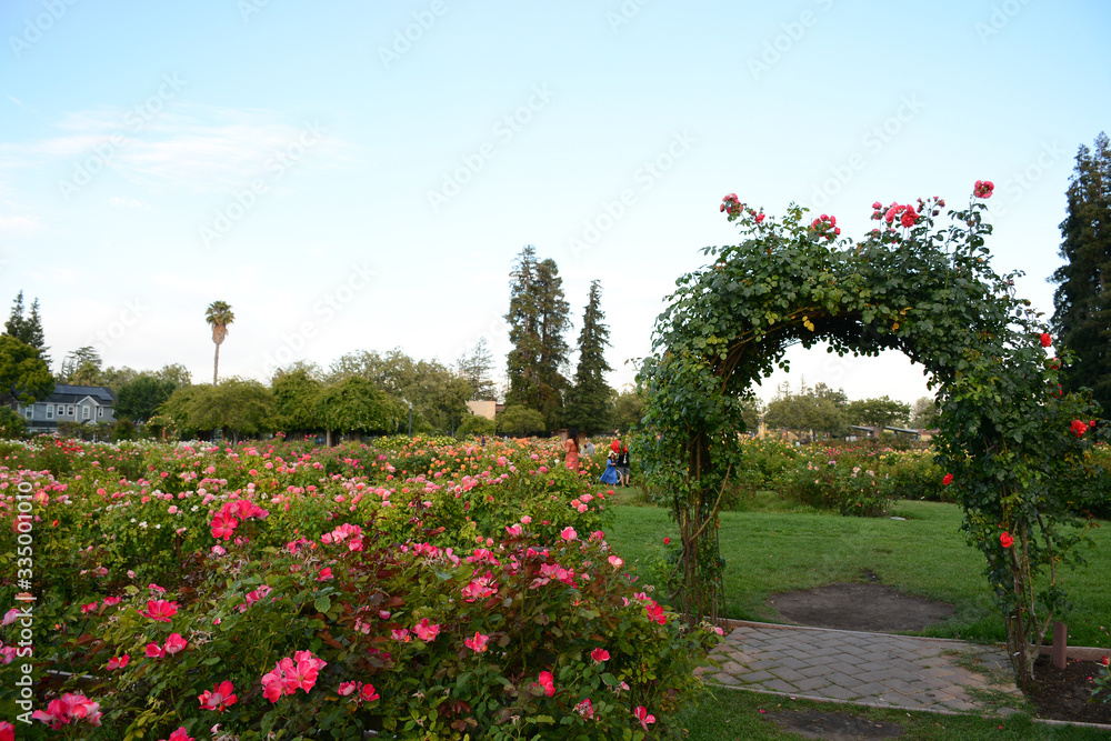 Fototapeta premium SAN JOSE, CALIFORNIA, USA - JULY 2, 2019: Municipal Rose Garden