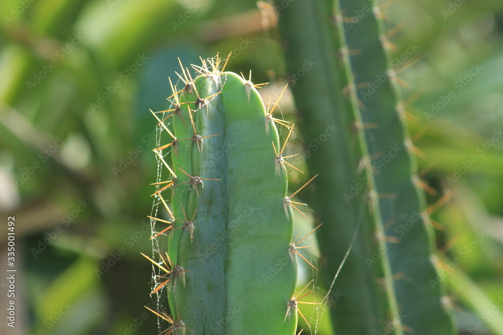 Cactus