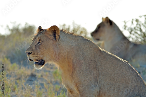 Close-up side view of female lion, Etosha National Park, Africa