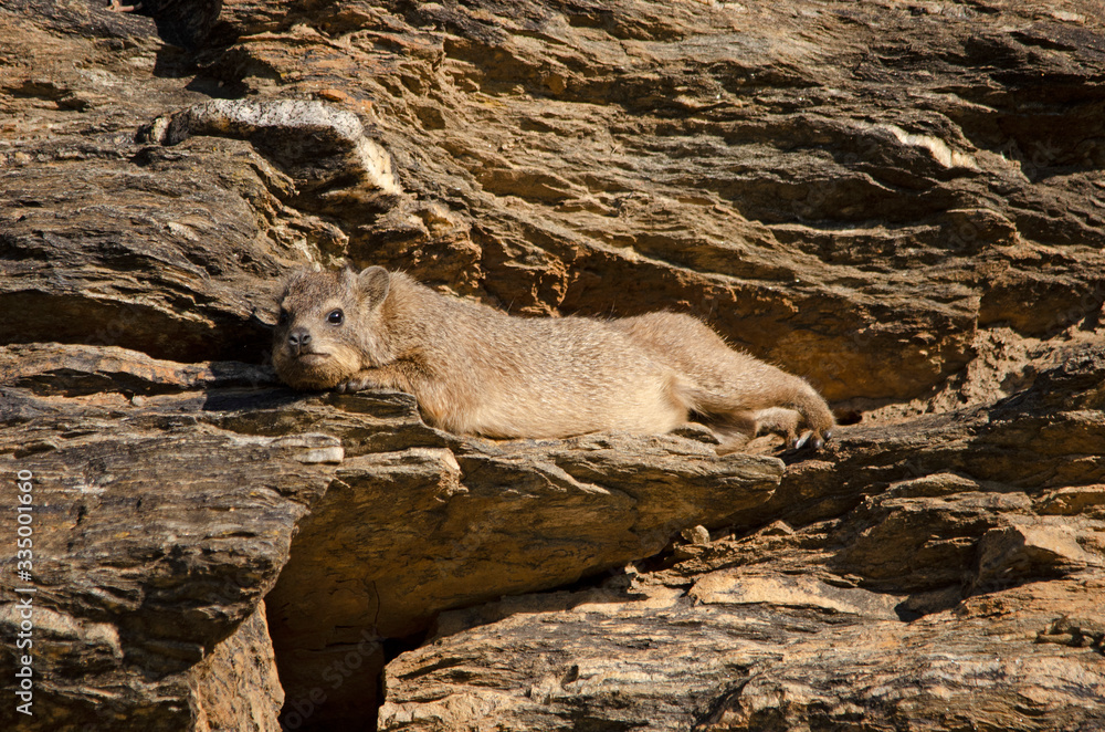 Dassie (rock hyrax) stretches out in the sun, Namibia, Africa Dassie (rock hyrax) stretches out in the sun, Namibia, Africa
