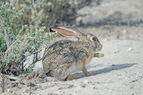 Cape hare holds up paw in Etosha