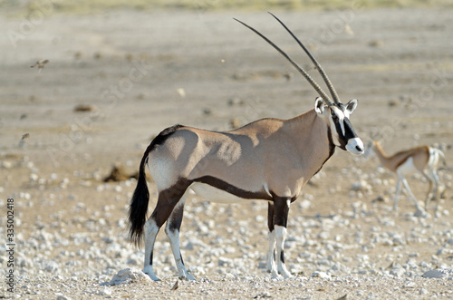 Tableau sur toile Side view of oryx (gemsbok), Etosha