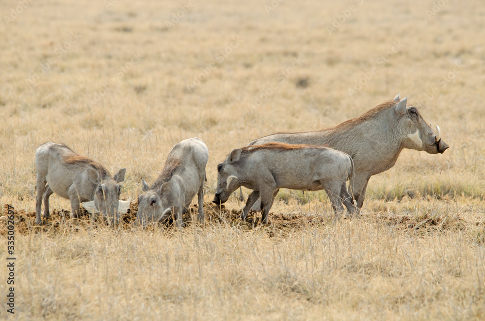 Fototapeta premium Sounder of common warthog in dry grass, Etosha