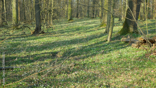 Floodplain forest in spring with Wood anemone nemorosa plants with white flowers. Early-spring flowering, tree stem oak, linden, hornbeam and ash. spring aspect of flowers, nature reserve photo