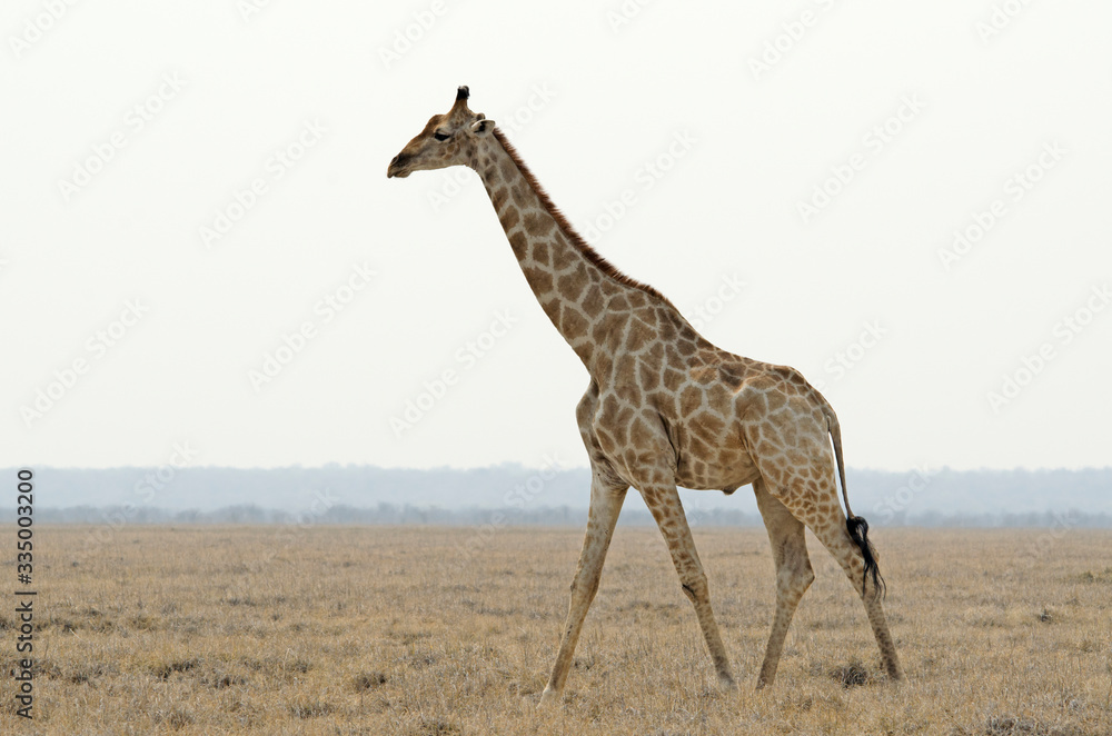 Obraz premium Giraffe walks along plain, flat clear horizon, sparce, Etosha