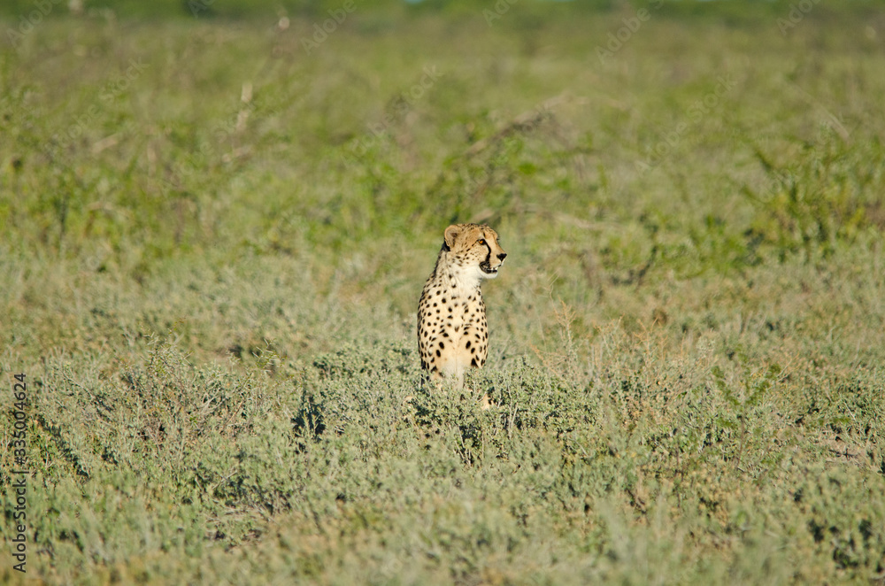 Fototapeta premium Cheetah in tall green grass, Etosha