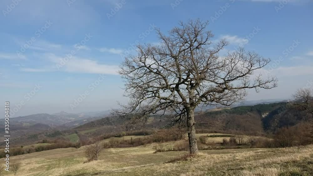 tree with running clouds, landscape with hills,tree in shadow on a light background, time lapse tree with running clouds, landscape with hills,tree in shadow on a light background, time lapse