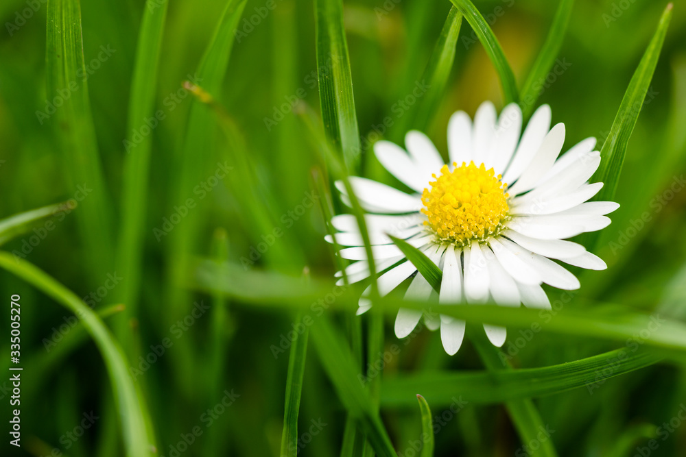 Einzelnes Gänseblümchen versteckt sich im Rasen. Garten Arbeit Einzelnes Gänseblümchen versteckt sich im Rasen. Garten Arbeit