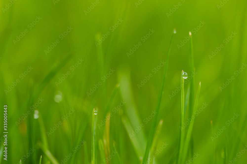 Grüner Rasen mit Regentropfen
