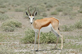 Springbok in savannah in Etosha