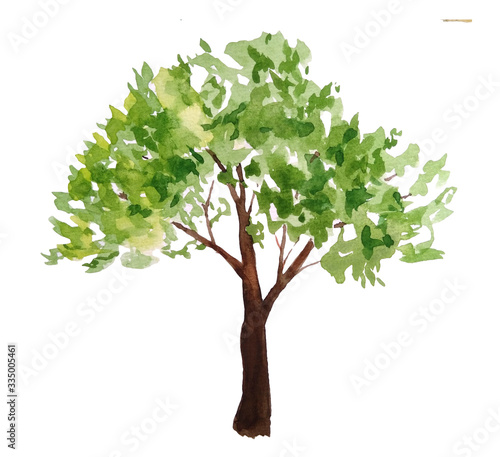 hand drawn watercolor illustration of green summer spring tree lush foliage with brown trunk. Painted landscape design element. Eco ecological biology environment concept. For forest wood woodland