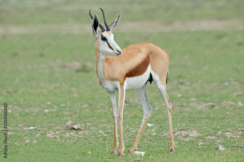 Springbok with green background, Etosha Springbok with green background, Etosha