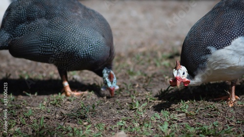 Two Wild guinea fowl hen feeding outdoor. photo