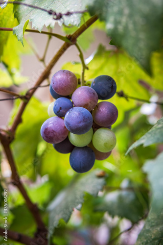 Fresh grapes on the tree