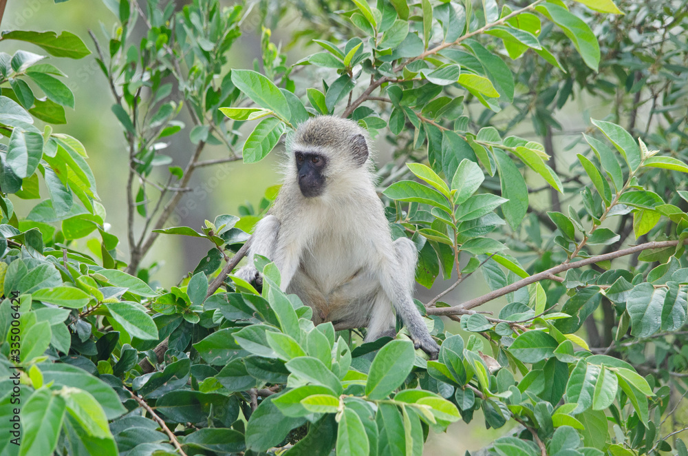 Fototapeta premium Cute baby vervet monkey in tree, northern Namibia, Africa