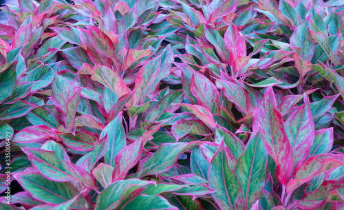 Tropical leaf Aglaonema ornamental pink red and green leaves foliage plant at  garden nature texture background selective focus