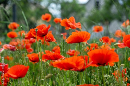 Beautiful red poppy plant in the forest or garden in nature. Slovakia